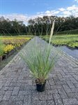 Cortaderia selloana 'Pumila' 2