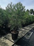 Sequoiadendron giganteum 1