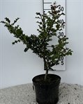 Ilex Aquifolium 1